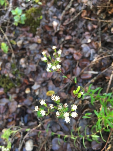 Dubautia scabra