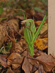 Pterostylis irsoniana