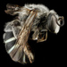 Nomia universitatis - Photo no hay derechos reservados, subido por USGS Bee Inventory and Monitoring Lab