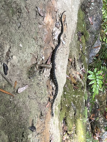 Broad-headed Snake sighting