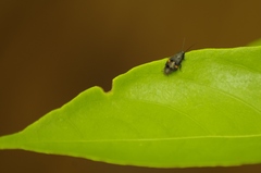 Holocompsa binotata