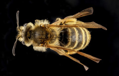 Andrena astragali