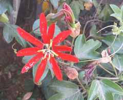 Passiflora manicata