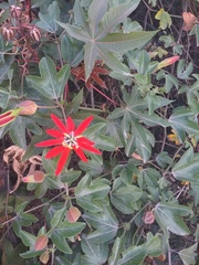 Passiflora manicata