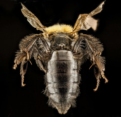 Andrena anograe