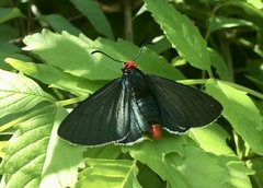 Pyrrhopyge charybdis