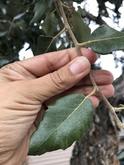 Quercus suber