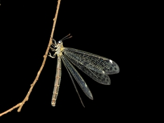 Bandidus canifrons