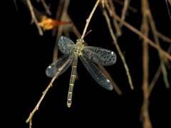 Bandidus canifrons