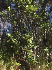 Myrsine lessertiana