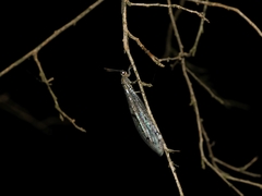 Bandidus canifrons