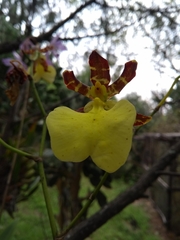 Oncidium tigrinum
