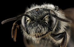 Andrena pallidiscopa