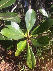 Myrsine lessertiana