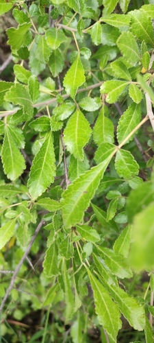 Commiphora hildebrandtii