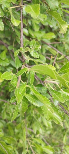 Commiphora hildebrandtii (Engl.) Engl. 3
