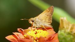 Atalopedes campestris