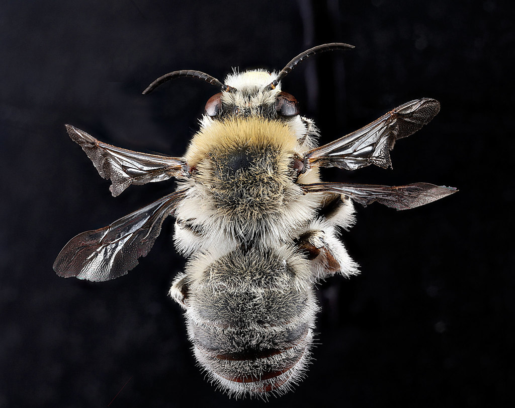 Digger Bee