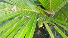 Xenochrophis vittatus