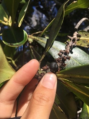 Myrsine lessertiana