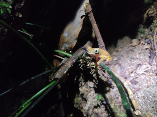 Spotted Leaf Frog, Phasmahyla guttata