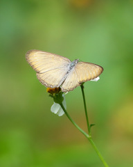 Mestra hersilia