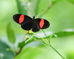 Heliconius erato hydara