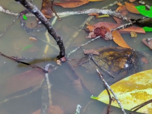 Carvalho's Silent Frog, Chiasmocleis carvalhoi