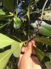 Myrsine lessertiana