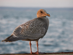Glaucous-Winged Gull photo 2