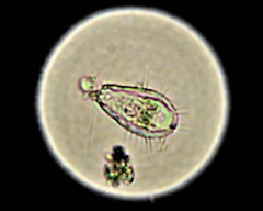 Euglypha