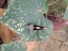 Gonodonta