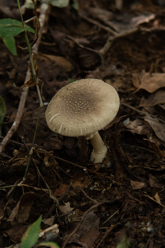 Amanita sychnopyramis