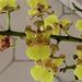 Oncidium cebolleta - Photo (c) anonymous, some rights reserved (CC BY-SA)