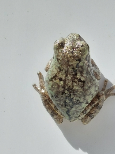 Gray Tree Frog