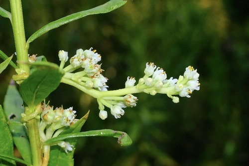 Hazel Dodder (Cuscuta coryli)