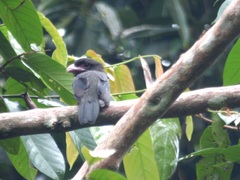 Corydon sumatranus