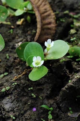 Roundleaf Water-hyssop (Bacopa rotundifolia)