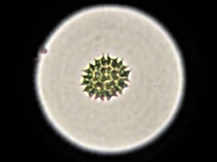 Pseudopediastrum boryanum