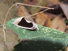 Gonodonta