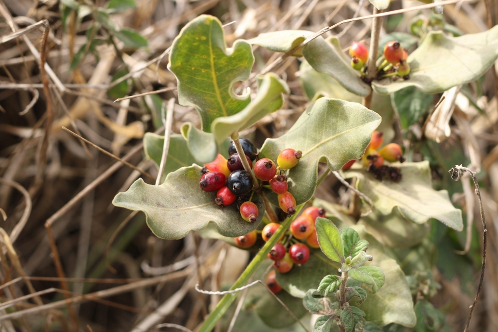 Eugenia velutifolia