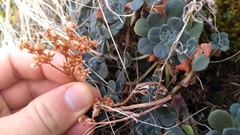 Sedum spathulifolium