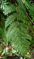 Leptolepia novae-zelandiae