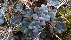 Sedum spathulifolium