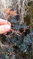 Sedum spathulifolium