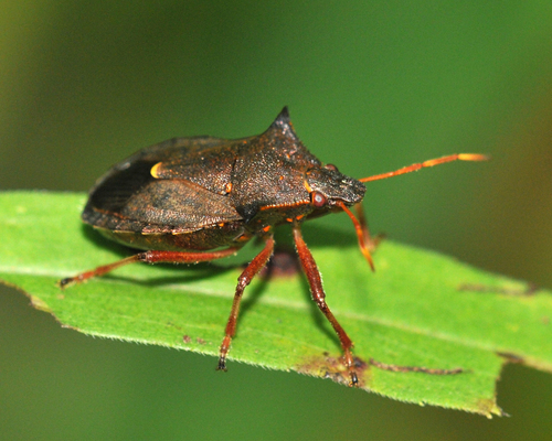 Spiny Shield Bug photo 4