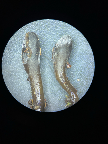 Glutinoglossum glutinosum observed 2025-09-24