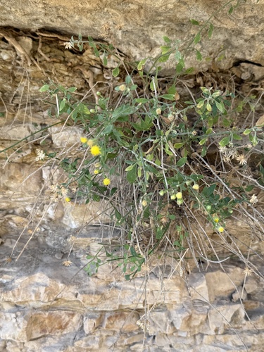 Grand Canyon Rockdaisy (Perityle congesta)