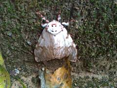 Lymantria mathura subpallida