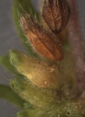 Alchemilla australis